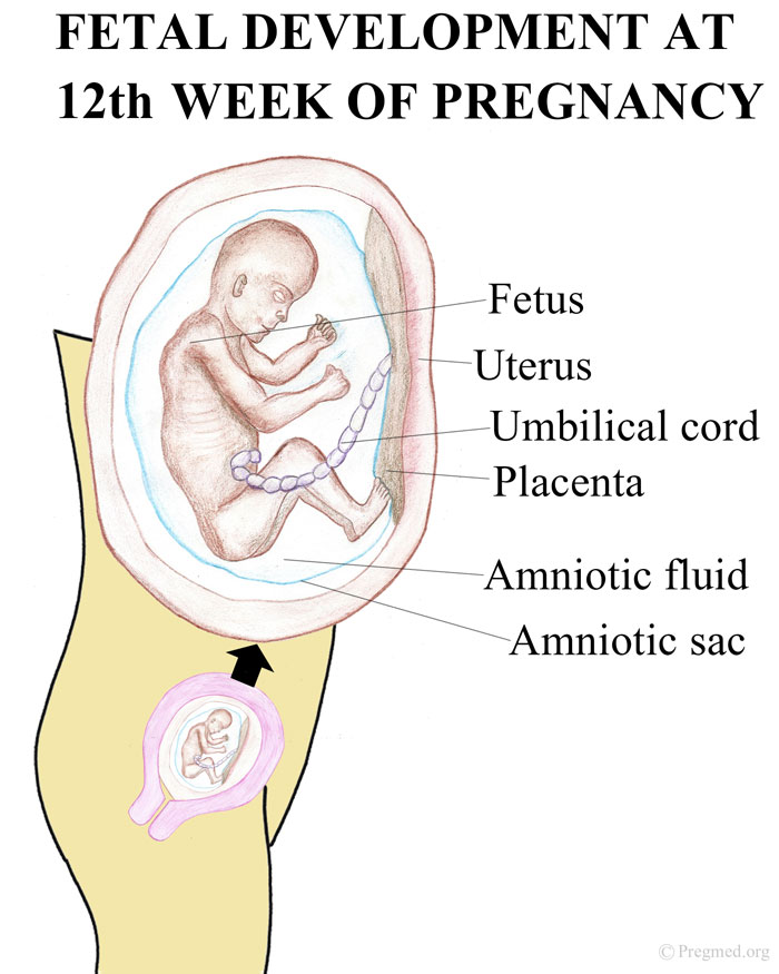 How big is my uterus in the eighth week of pregnancy?