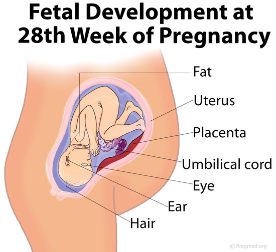 Picture of 28 Weeks Pregnancy Fetal Development
