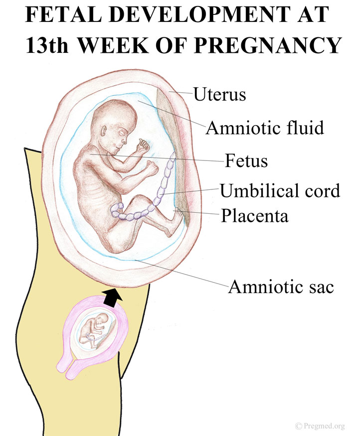 Symptoms at 13 weeks pregnant