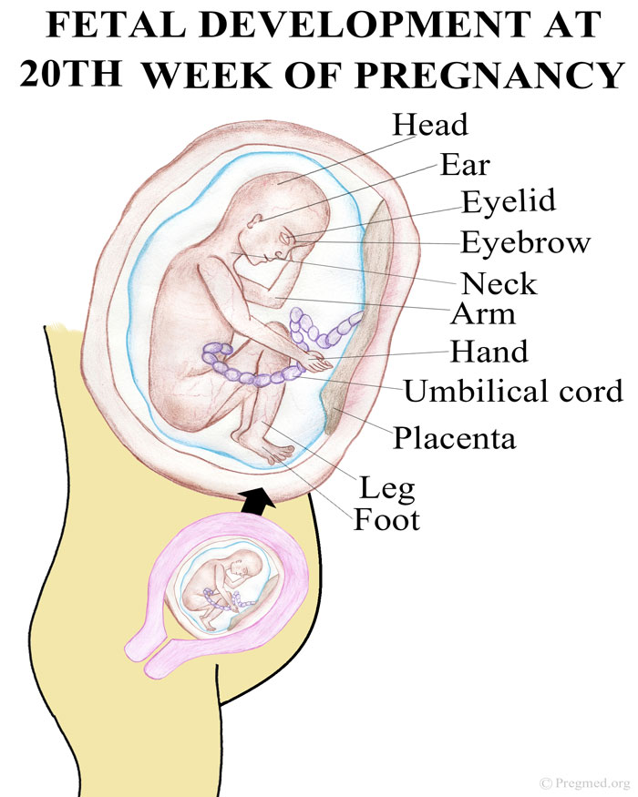 20 Week Old Baby Milestones Chart