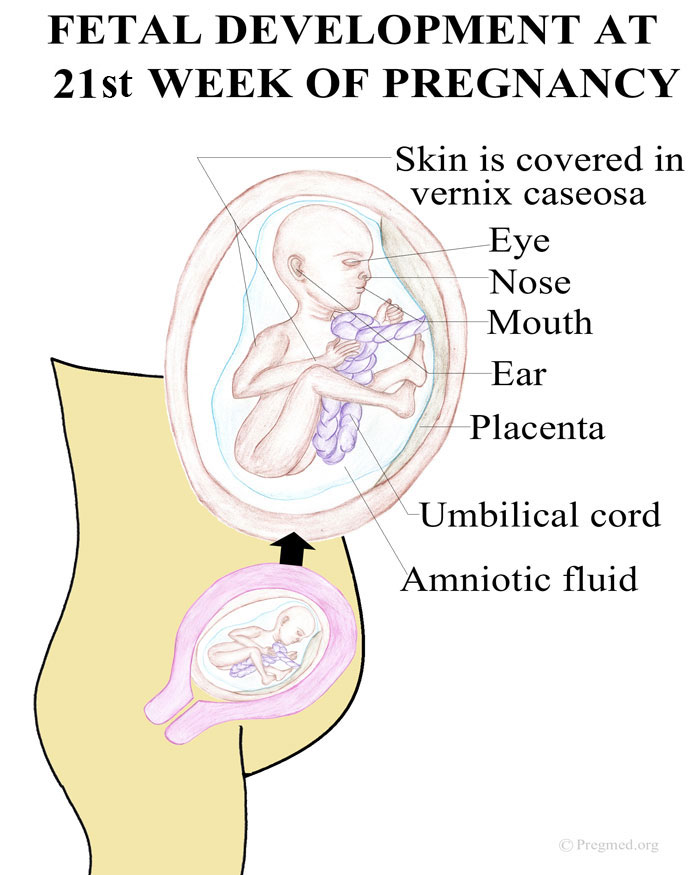 Беременность 21. Размер ребенка на 21 неделе беременности. Положение ребенка на 21 неделе. 20-21 Неделя беременности. Беременность 21 неделя развитие.
