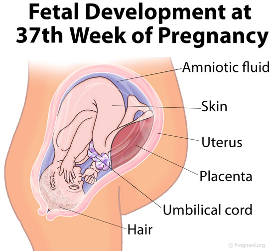 37 Weeks Pregnant Picture