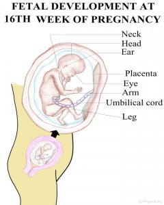 Baby Development Pregnancy Week 16
