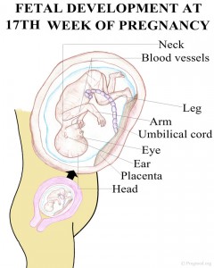 Baby Development Pregnancy Week 17
