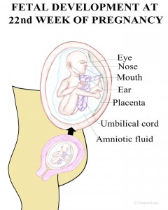 Baby Development Pregnancy Week 22