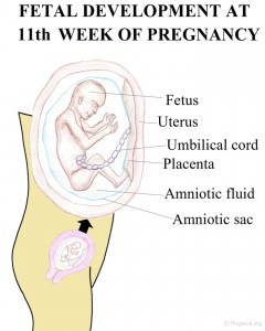 Fetal Development at Pregnancy Week 11