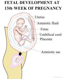 Week 13 Pregnancy