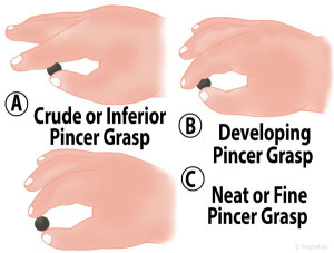 Pincer Grasp Stages of Development