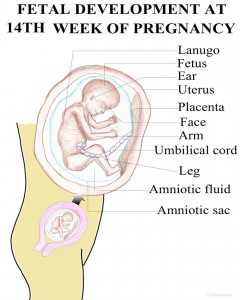 Week 14 Pregnancy