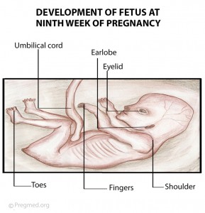 Week 9 Pregnancy