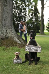 Let Your Dog Announce Your Pregnancy