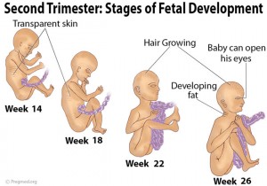 Second Trimester Pregnancy